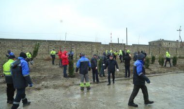 AMEA Yüksək Texnologiyalar Parkında Xan çinarı əkildi