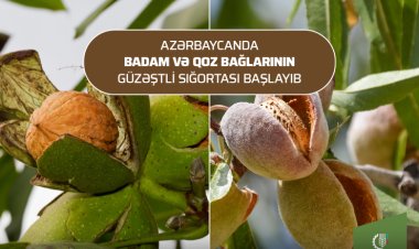 Badam və qoz bağlarının güzəştli sığortası başlayıb