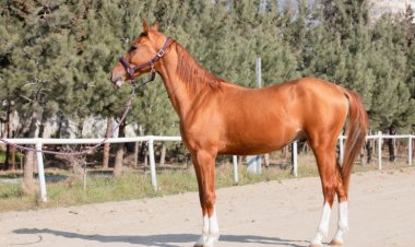 Qarabağ atlarının auksionu olacaq