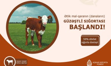 Danaların güzəştli sığortası başlayıb