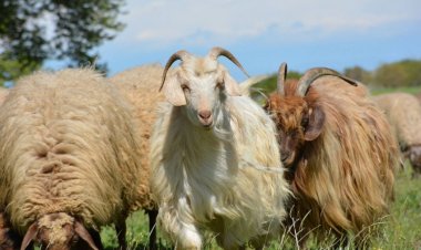 Qoyun və keçilərin güzəştli sığortası başlayıb