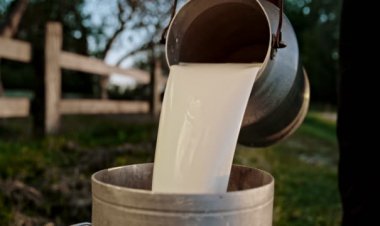 Süd istehsalçıları müflis ola bilərlər