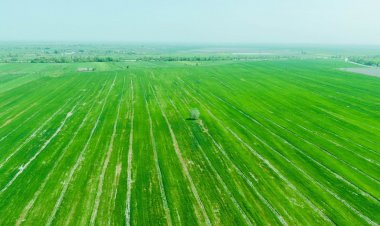 Ölkədə toxumluq sahələrə baxış keçirilir