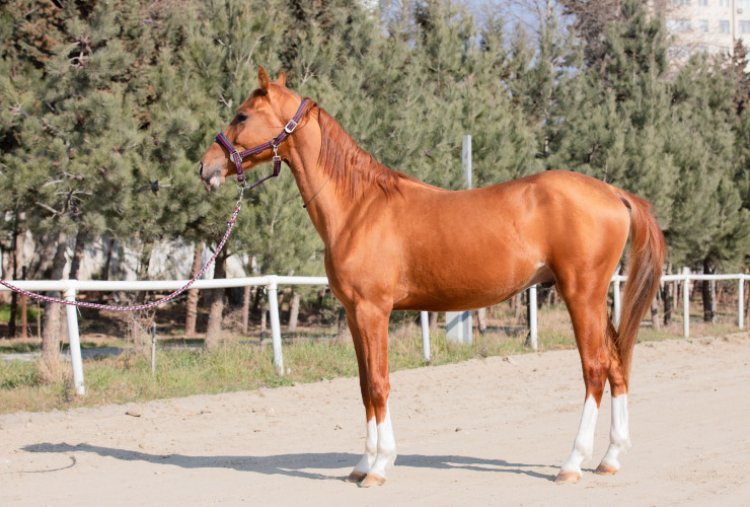 Qarabağ atlarının auksionu olacaq