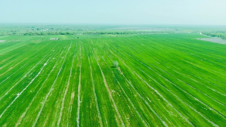Ölkədə toxumluq sahələrə baxış keçirilir