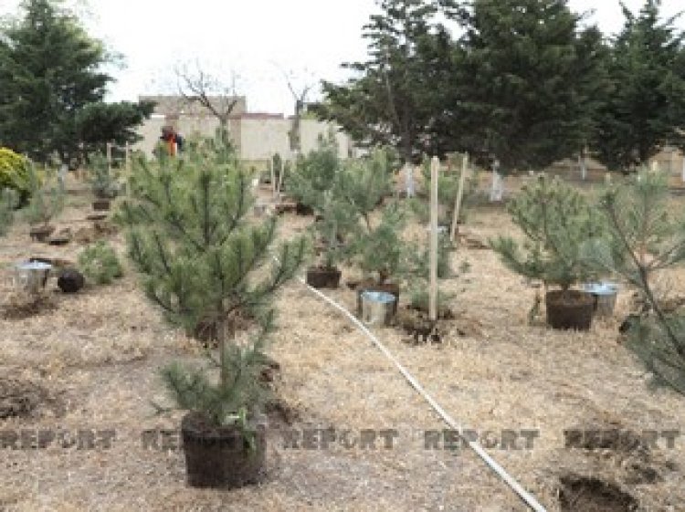 Heydər Əliyevin doğum günü münasibəti ilə ağacəkmə aksiyası keçirilib