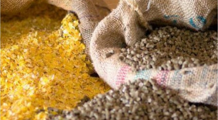 Heyvan yemləri gömrük rüsumundan azad olunub