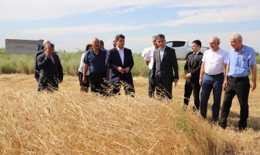 Neftçalada taxıl biçini sürətlə davam edir
