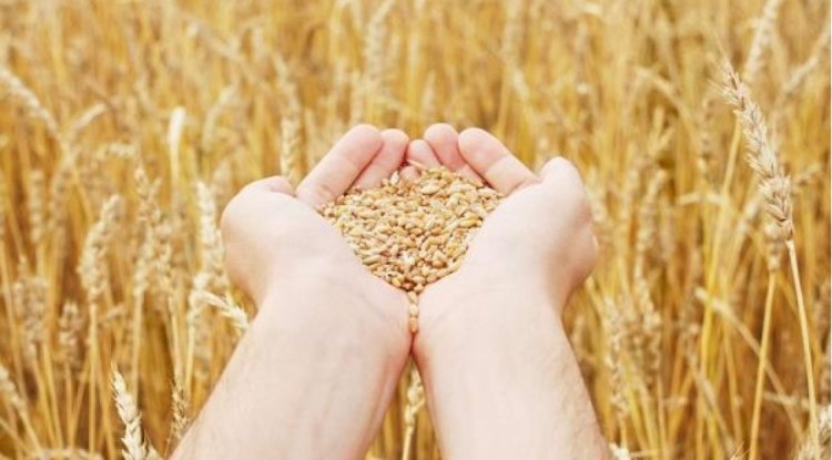 Ukraynadan taxıl tədarükü məsələsi müzakirə olunacaq