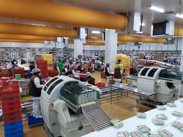 Sağlam qidalanma və islami kəsim