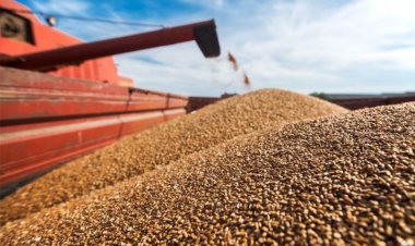 Azərbaycana 27,6 min ton taxıl tədarük edilib