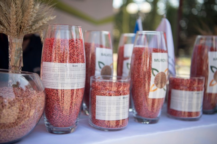 Sabirabadda toxum sərgi-satış yarmarkası keçirilib