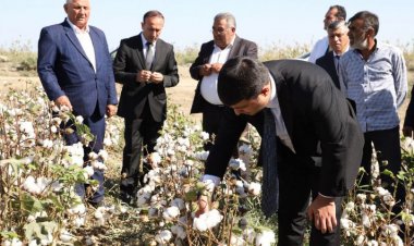 Neftçalanın icra başçısı pambıq sahələrinə baxış keçirib