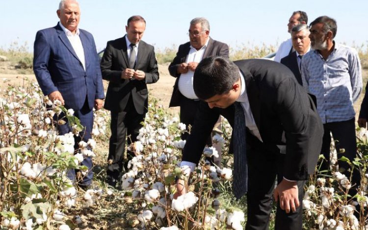 Neftçalanın icra başçısı pambıq sahələrinə baxış keçirib