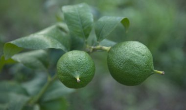 Azərbaycanda ilk dəfə berqamot bitkisi yetişdirilib