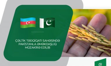 Çəltik tədqiqatı sahəsində Pakistanla əməkdaşlıq