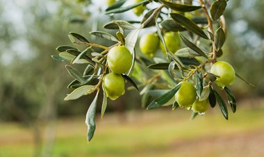 “Azərsun ” yerli zeytun qəbuluna start verdi