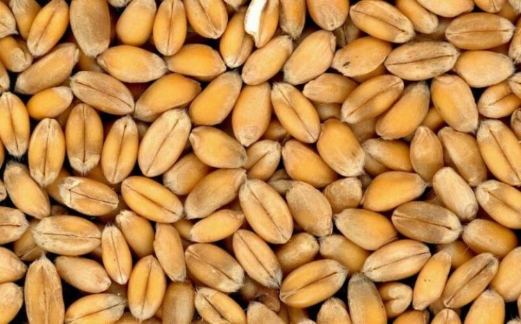 Taxıl böhranı aradan qaldırıldı, buğdanın qiyməti aşağı düşdü