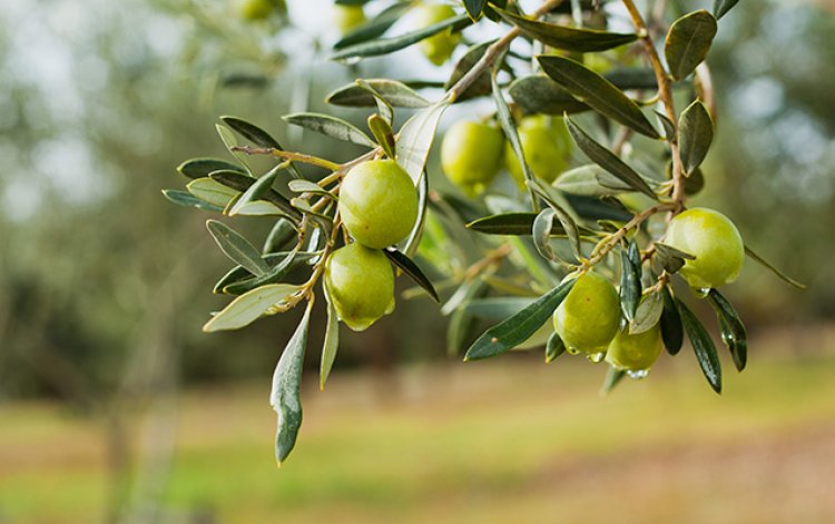 “Azərsun ” yerli zeytun qəbuluna start verdi