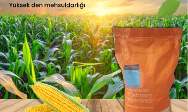 AgroStar yüksək məhsuldarlığa malik qarğıdalı toxumu təklif edir!