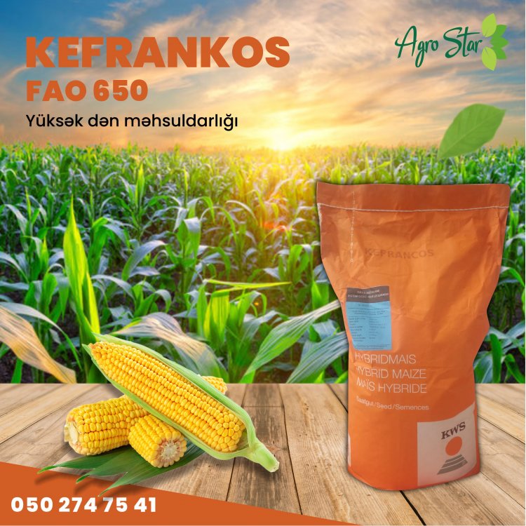 AgroStar yüksək məhsuldarlığa malik qarğıdalı toxumu təklif edir!