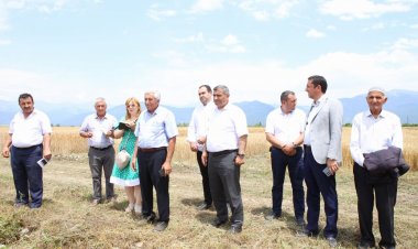 Buğda sortlarının bölgə üçün seçilməsinə dair tədbir