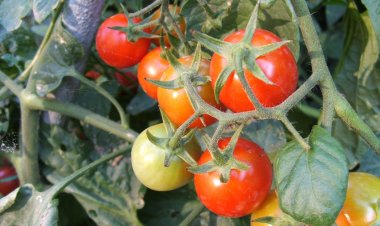 Pomidor şitilləri çürüyüb