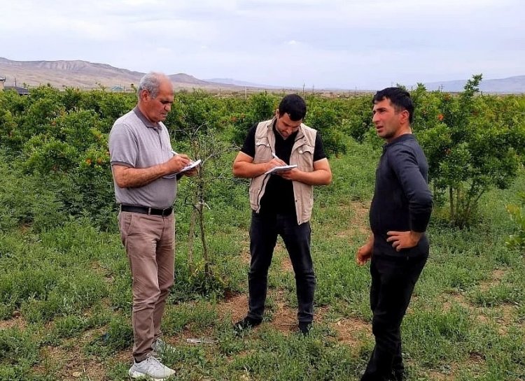 AgroStar tərəfindən əkin sahələrinə baxış keçirilir