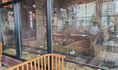 “Kolorit” restoranında heyvanların qanunsuz saxlanıldığı