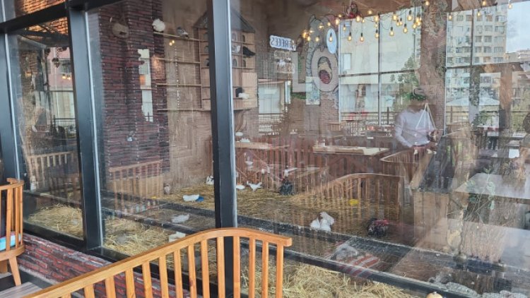 “Kolorit” restoranında heyvanların qanunsuz saxlanıldığı