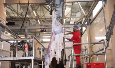 Sağlamlığı şübhə doğuran heyvanlar kəsim prosesindən kənarlaşdırılır