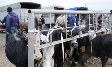 Heyvan bazarları nə vaxt bərpa olunacaq?