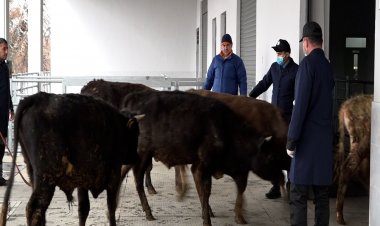 Bu halda heyvanlar geri qaytarılır